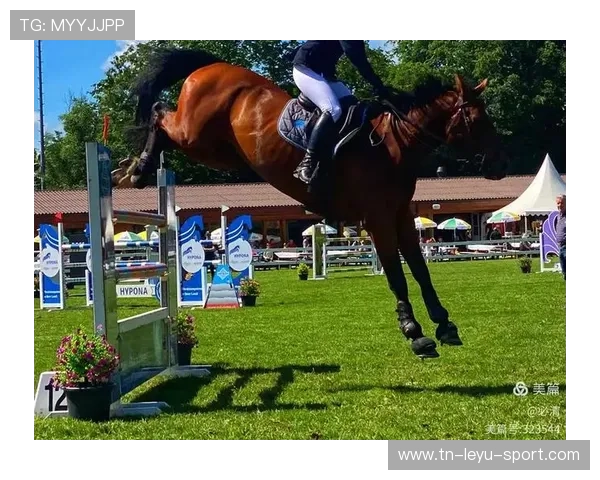 瑞士马术协会开展马匹福利宣传活动，提升公众意识。，瑞士马术俱乐部