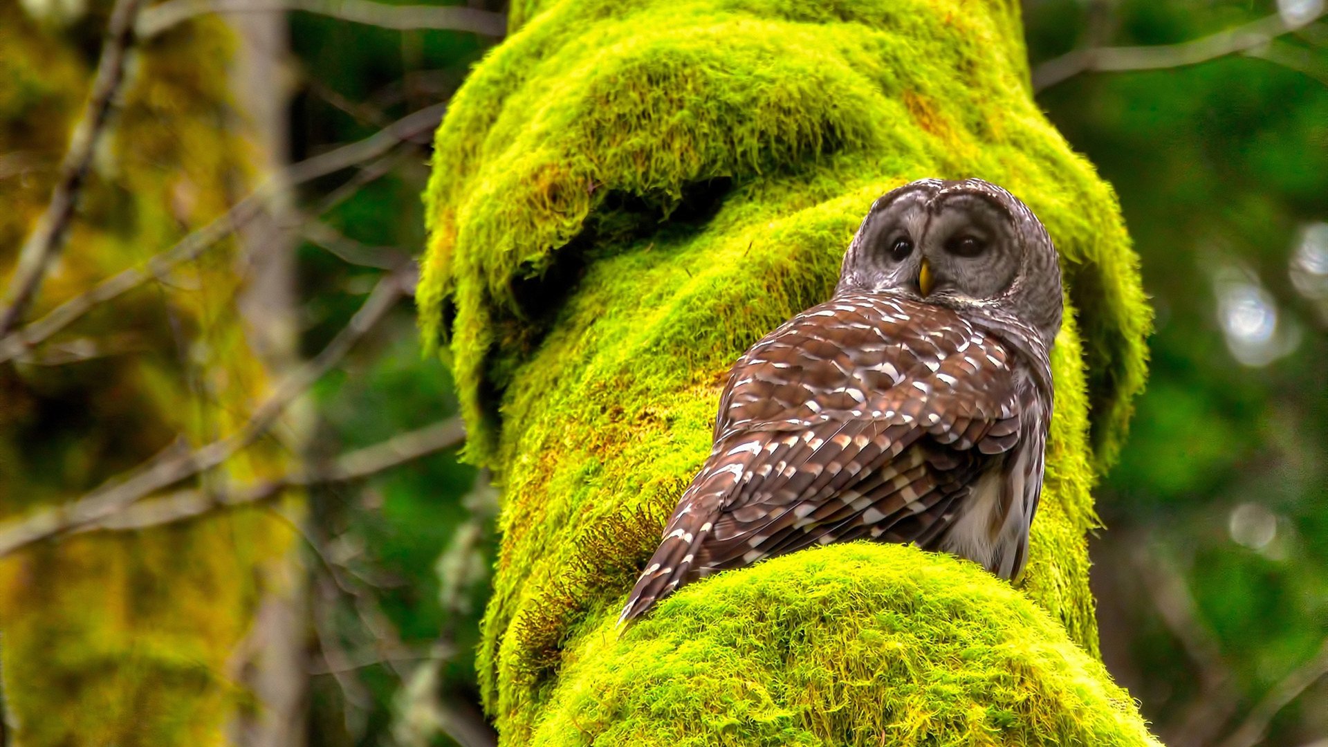 中超球队比赛中得分方式演变可视化报告,中超联赛得分规则