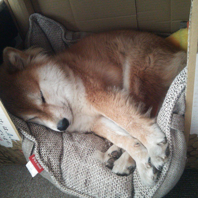 年轻泳将晋级半决赛有亮点,青年游泳比赛