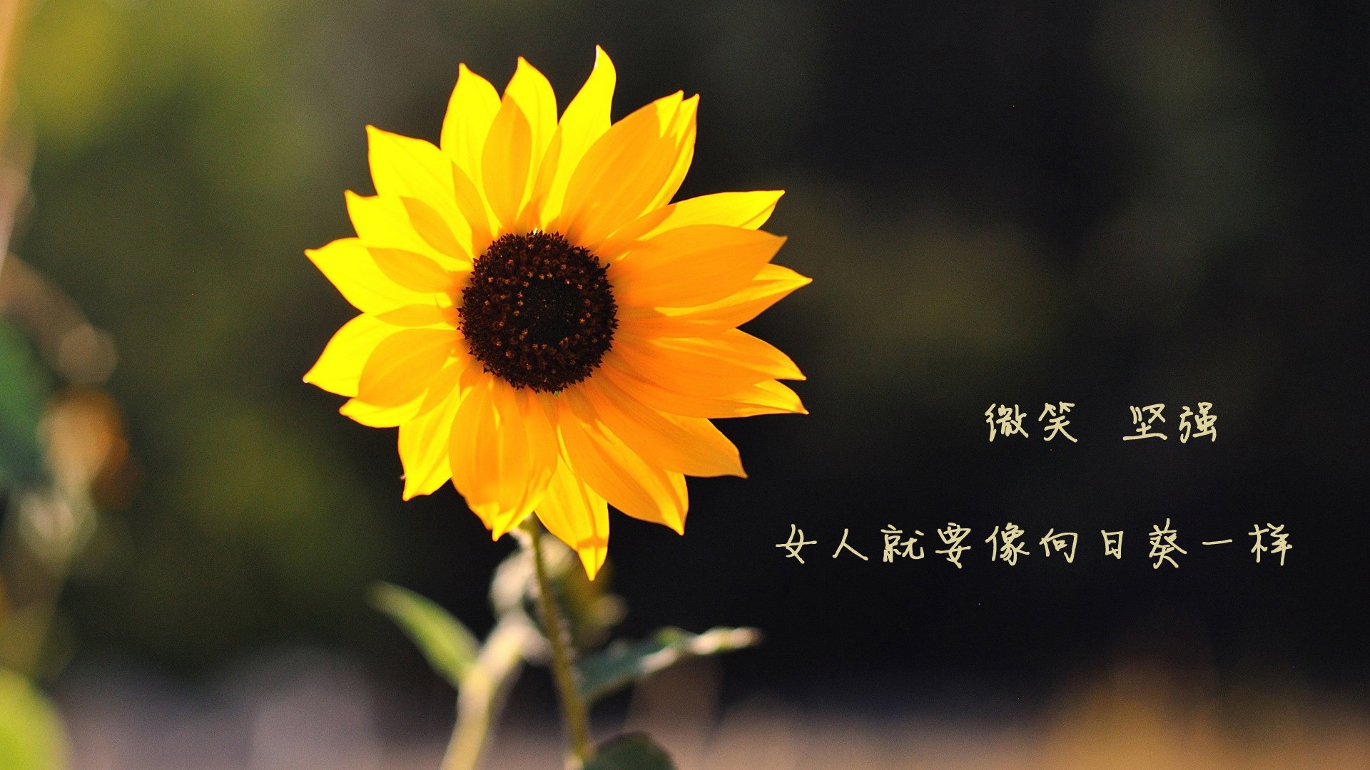 乐鱼官网优惠-格林伍德展现稳固防守，助袋鼠队保持强大竞争力，格林伍德为什么绝版