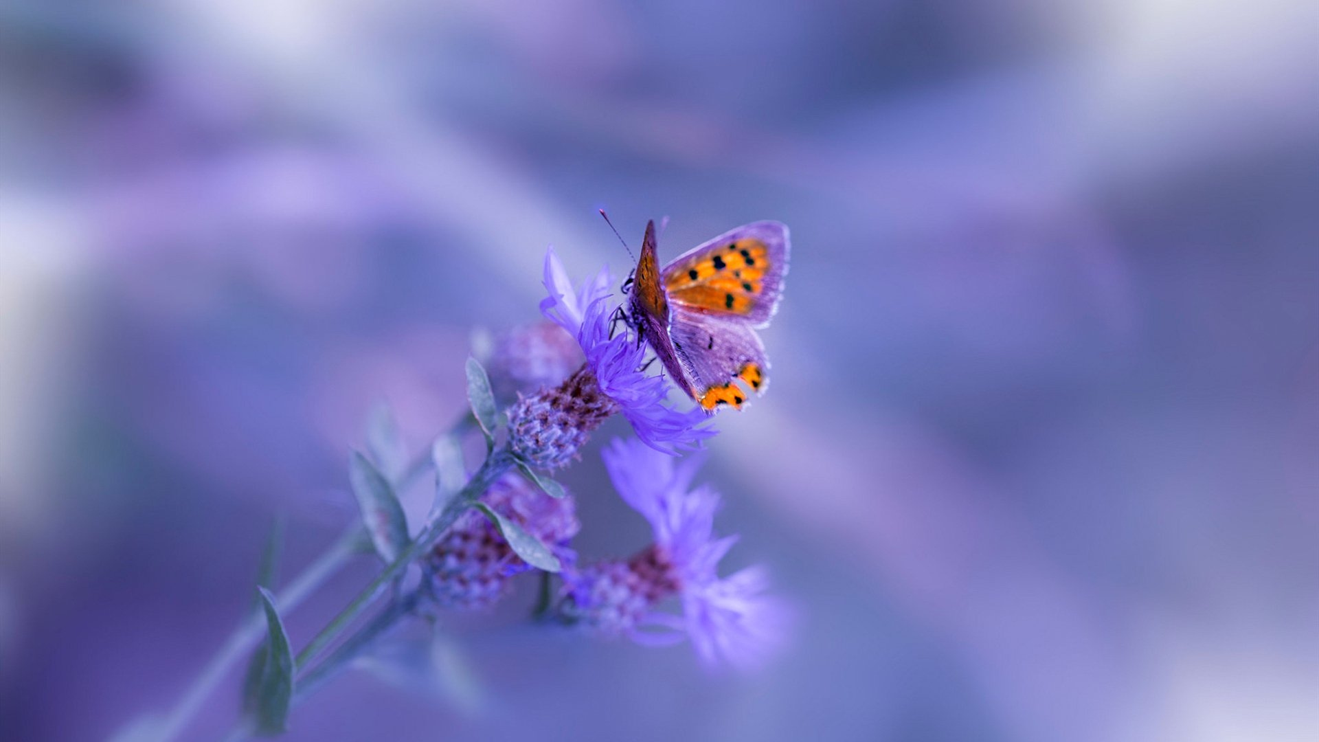 乐鱼体育-篮网防守效率提升实现阶段性突破，篮网防守球员