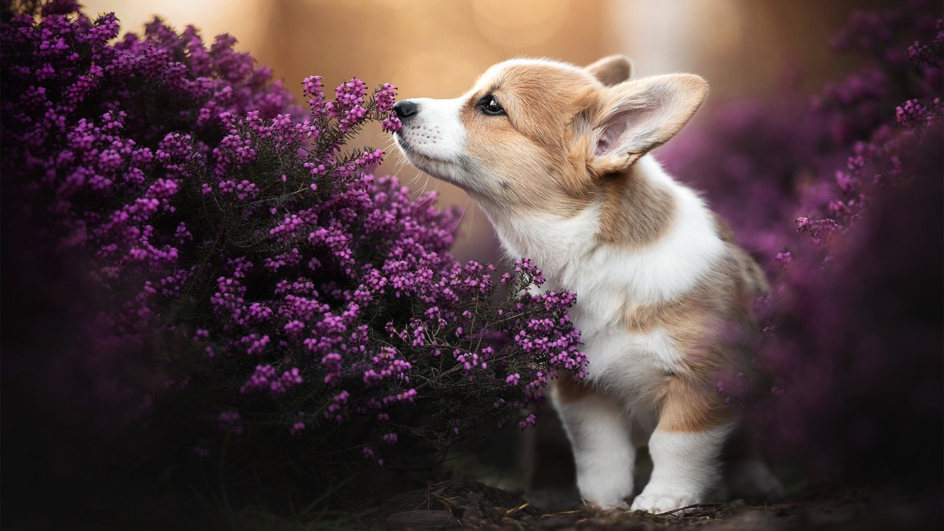 乐鱼体育网址入口-蝶泳赛场韩国选手爆发力强，蝶泳金牌视频