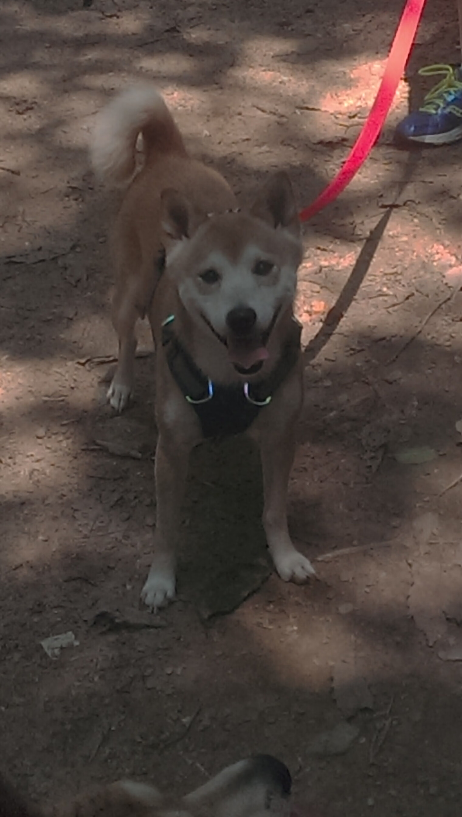 詹姆斯称全队需提升开局阶段专注度,詹姆斯努力训练